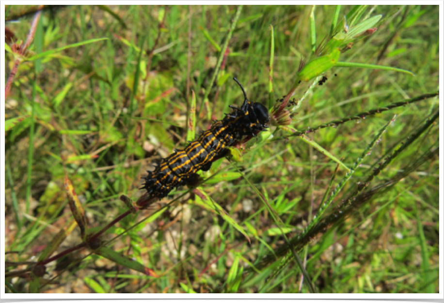 Orange-striped Oakworm
Anisota senatoria
Marion County, Alabama
